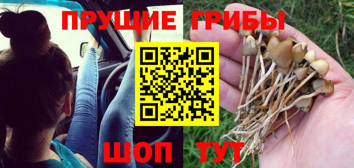 Псилоцибиновые грибы Cubensis Дубна