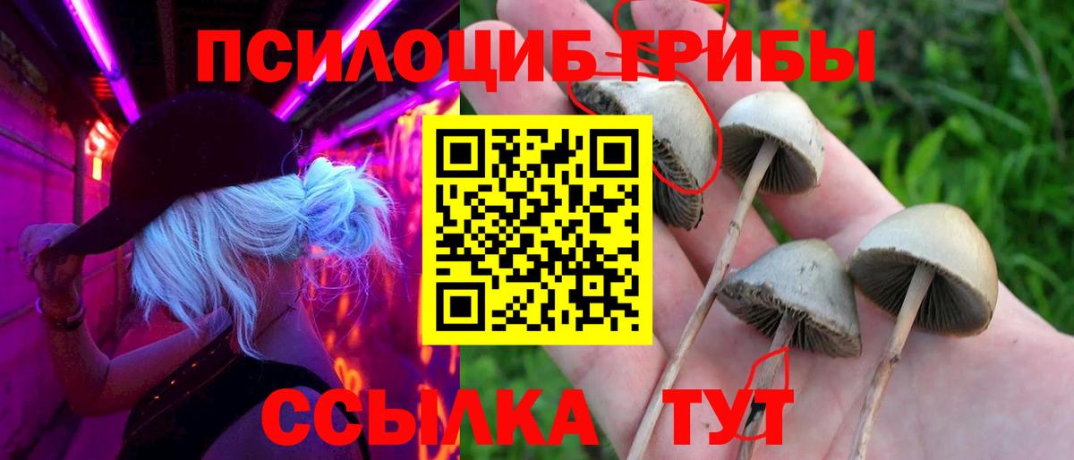 Дубна  Псилоцибиновые грибы прущие грибы  Вход с VPN 